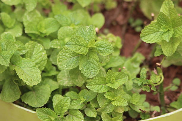 Close up of fresh mint, Green mint leaves