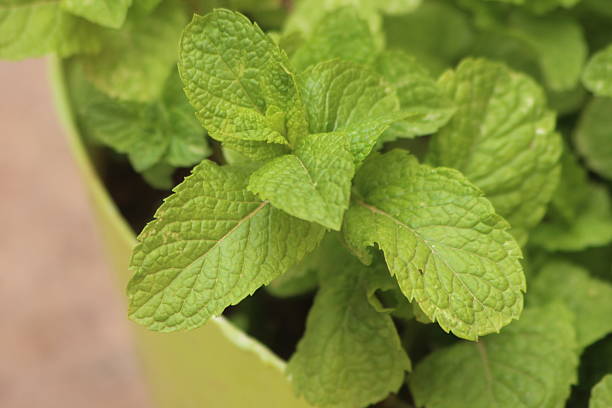 istock A close up of fresh mint, Green mint leaves 2217807768