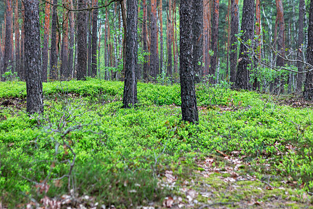 istock Lush green undergrowth thrives among tall trees in a serene forest setting 2217807794