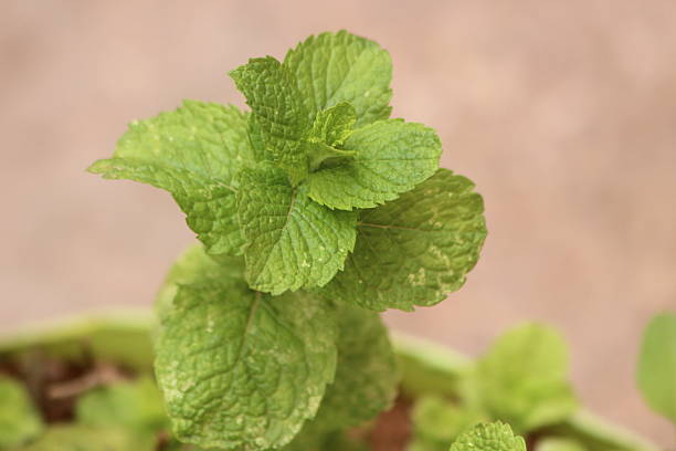 Close up of fresh mint, Green mint leaves