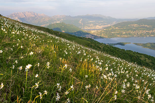 istock narcisi sulle prelati 2217807954