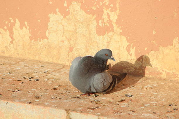 istock A close up of a pigeon on a building 2217808898