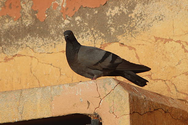 istock A close up of a pigeon on a building 2217809101