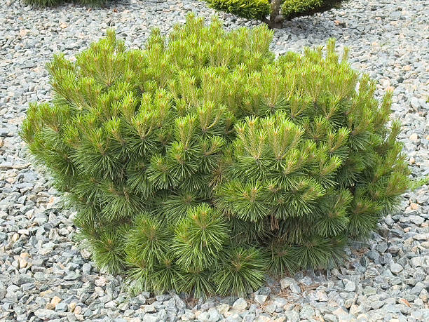 istock Vibrant pine shrub surrounded by pebbles in a tranquil garden setting 2217809358