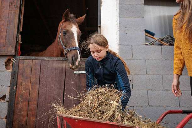 istock Girl Feeding Horses with Hay 2217809801