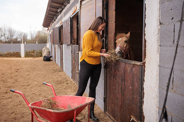 istock Woman Feeding Horse with Hay 2217810134