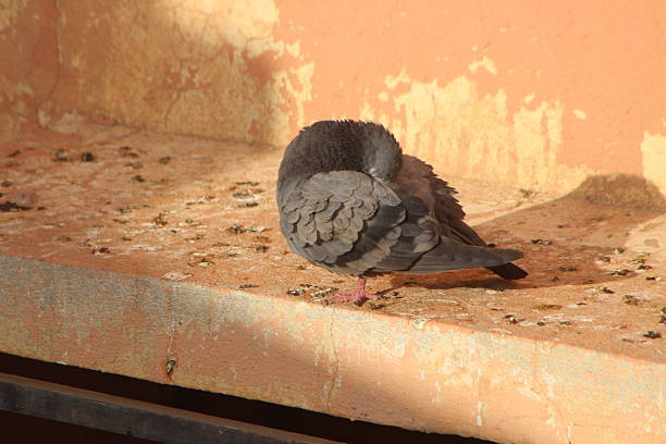 istock A close up of a dove on a building 2217810406