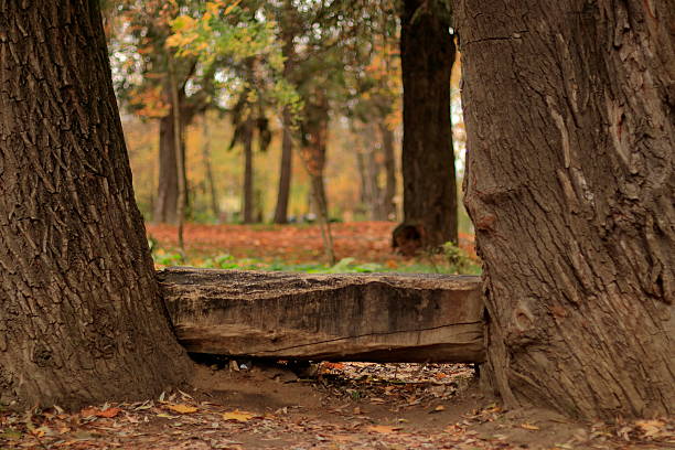 A rustic wooden bench set among trees in a peaceful autumn forest, surrounded by fallen leaves. The nature setting evokes tranquility, stillness, and the beauty of the changing seasons.