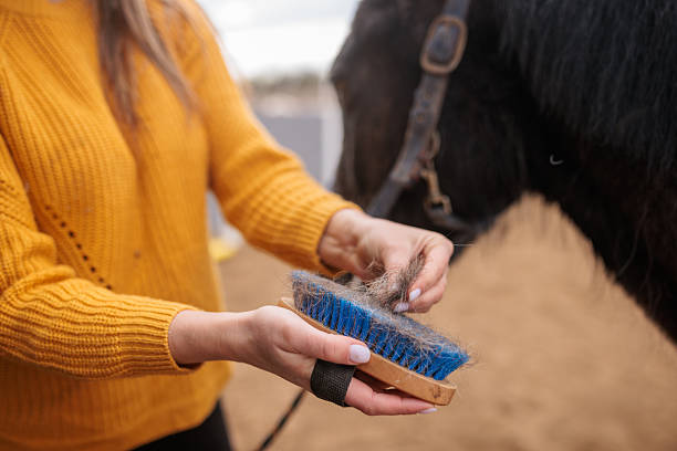 a brown horse is being brushed