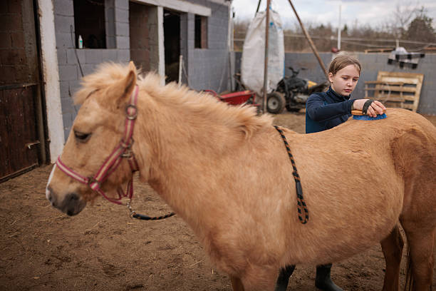 istock Child Caring for Horse on Ranch 2217810583