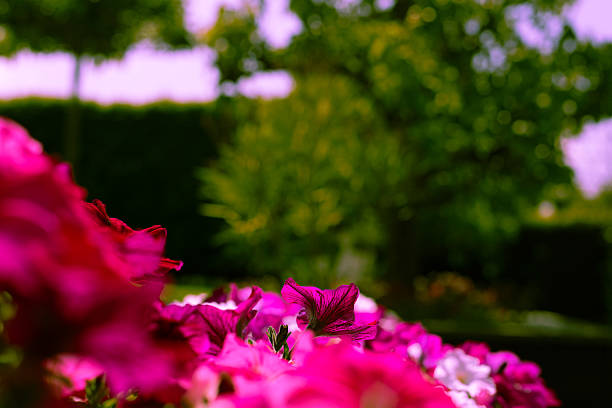 istock Color Contrast: Pink Flowers and Green Trees 2217810972