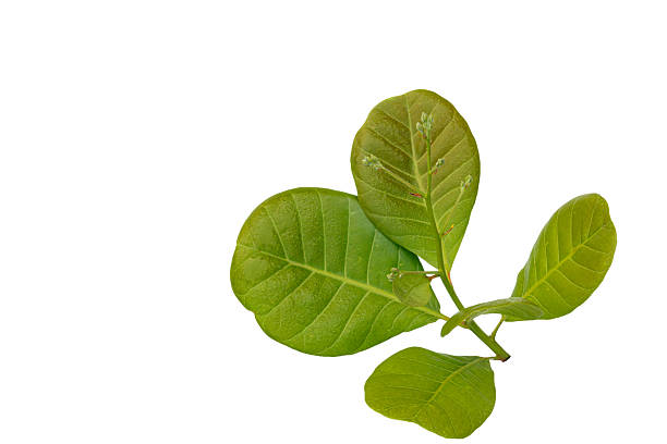 leaves of cashew nut with bouquet isolated on white background