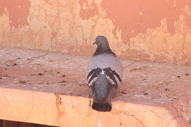 istock Rock Dove or Rock Pigeon Close Up 2217811874