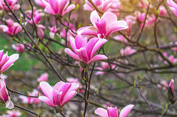 istock Blooming pink magnolia bush on blurred nature background. Spring visual effects, natural content, inspiration. 2217812972