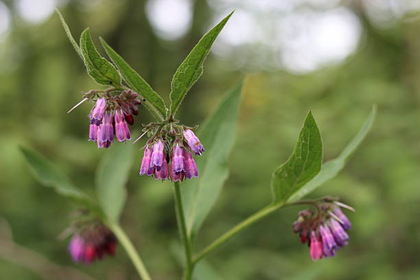 Close up of comfrey flowers