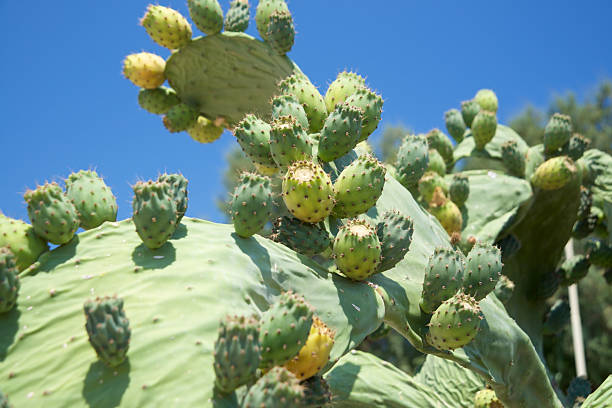 istock Prickly Pear Cactus, Rhodes, Greece 2217814536