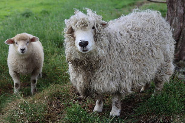 istock Greyface Dartmoor sheep and lamb in a field 2217814923
