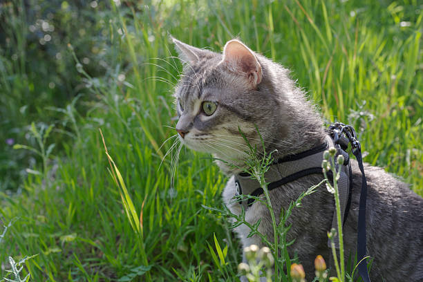 Cat going for a walk outdoors on the grass wearing lead and harness