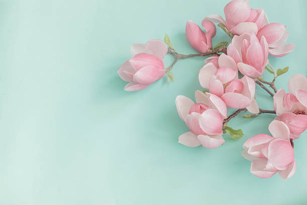 istock magnolia flowers on colorful paper background 2217815876