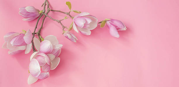istock magnolia flowers on colorful paper background 2217815877