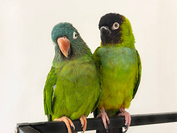 istock lovebird parrots isolated on white background 2217815972
