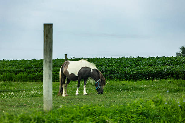 A tranquil countryside scene with several horses grazing in a green field under clear blue skies. The serene landscape reveals gently rolling hills and distant small structures, capturing natural rural beauty.