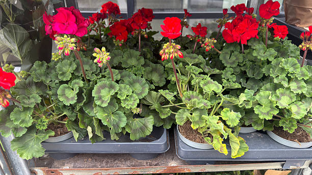 istock Close up red geranium flowers. Flower seedlings 2217817425