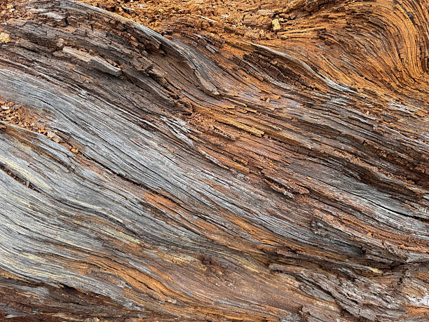 istock Ancient Pine Trunk  Weathered and Textured Wood in Sardinian Forest 2217819529