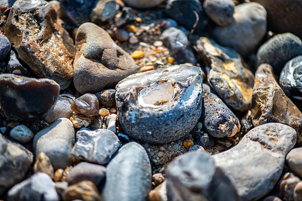 Shell on the Intertidal Zone on the west coast of Vancouver Island