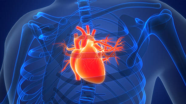 istock Human Circulatory System Heart Anatomy 2217821287
