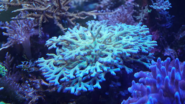 istock Vibrant Life Beneath the Waves: Coral Reefs and Tropical Fish 2217821317