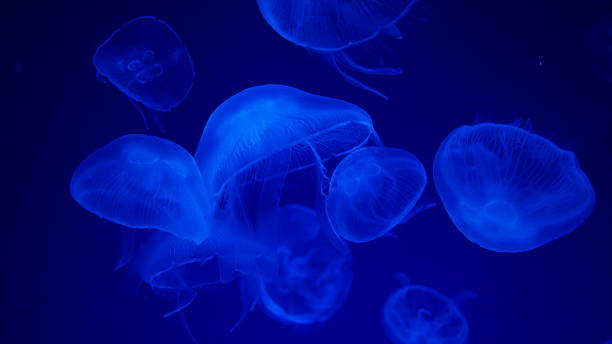 istock Graceful Drifters: The Ethereal Beauty of Jellyfish 2217821354