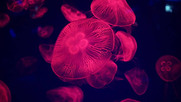 istock Graceful Drifters: The Ethereal Beauty of Jellyfish 2217821356