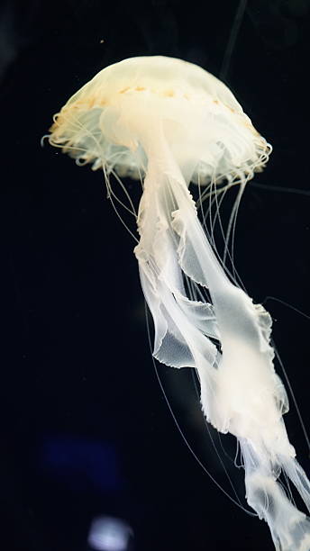istock Graceful Drifters: The Ethereal Beauty of Jellyfish 2217821364