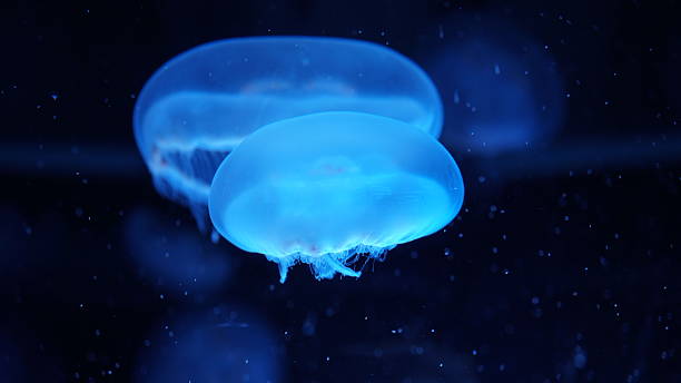 istock Graceful Drifters: The Ethereal Beauty of Jellyfish 2217821369