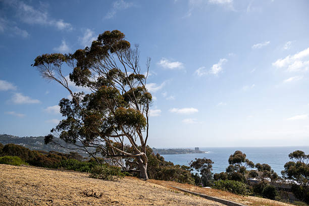 Beautiful views of the rugged La Jolla Coastline along the North Coastal Trail.