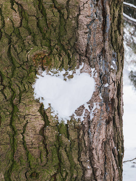 istock Heart shape snow on tree bark, winter scenery, natural texture 2217829315