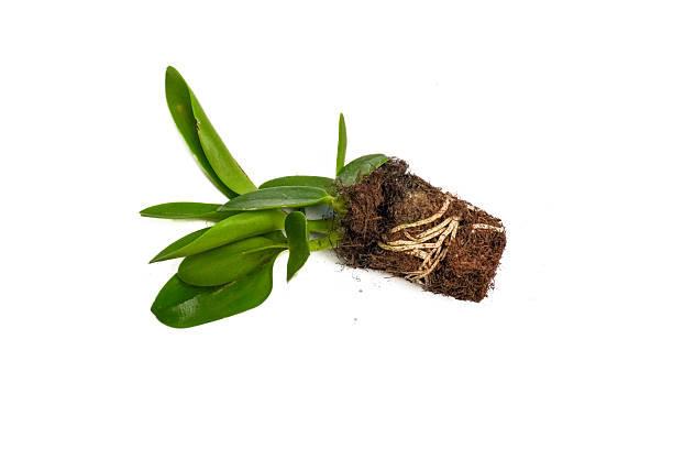 istock Young Green Orchid Plant with Roots Isolated on White Background 2217829994