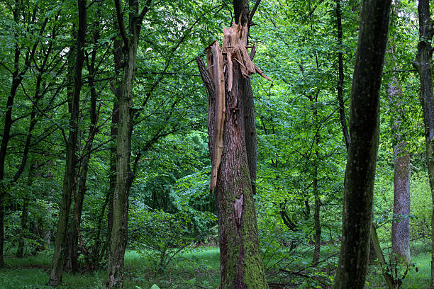 A broken tree trunk stands amidst a dense forest, showcasing the power of natural elements. Surrounded by fresh greenery, it symbolizes nature's resilience and its continuous cycle of life and decay.