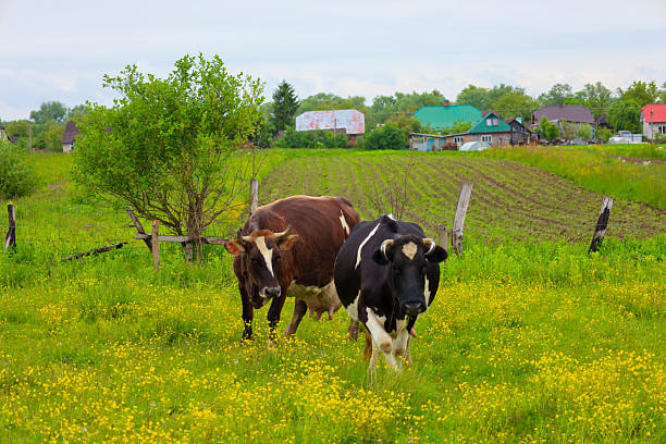 istock Two cows, one black with white spots and one brown, graze in a bright green meadow dotted with yellow flowers. In the background, a rural landscape with houses and cultivated fields is visible. 2217830284