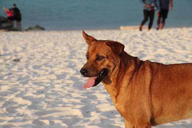 Brown Dog Enjoying a Sunny Beach Day. A loyal brown dog explores the sandy shores of the beach, embodying pure joy and boundless curiosity amidst the sun-kissed scenery
