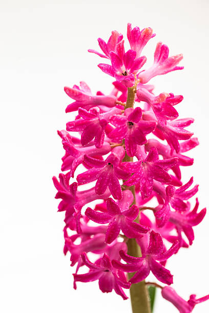 istock Vibrant pink hyacinth with dewdrops, fresh spring bloom 2217831938