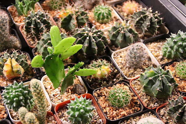 istock Close up of different cactus of different sizes. 2217831965