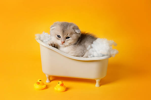 istock Sleepy Kitten in Toy Bathtub with Rubber Ducks 2217832025