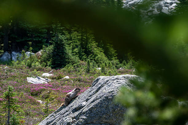 Portrait of cute little squirrel on the summer hill of mt Rainier National park with view of mountain peaks