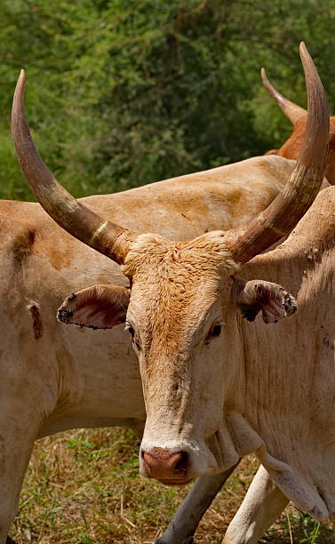 istock A herd of luxurious horns 2217834250