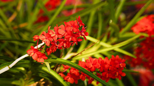 istock Vanda miniatum orchids or ascocentrum miniatum orchids plants. 2217837761