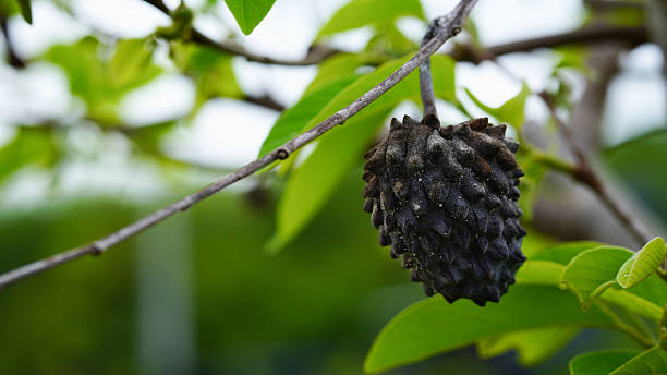 Black custard apple is caused by fungus.