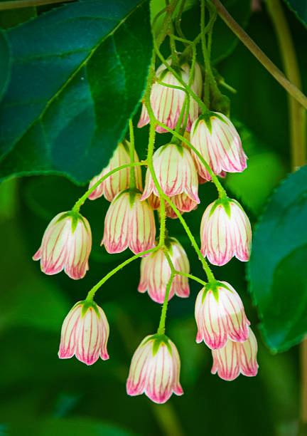 The delicate bell shaped flowers of the Red Vein Enkianthus in a Cape Cod garden.