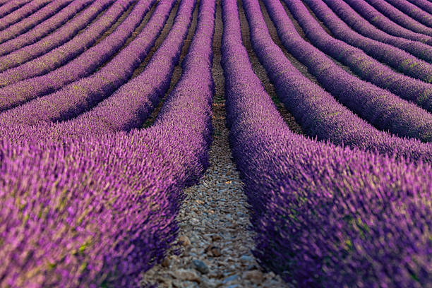 istock Lavender rows in blooming Provence field at sunset 2217839576